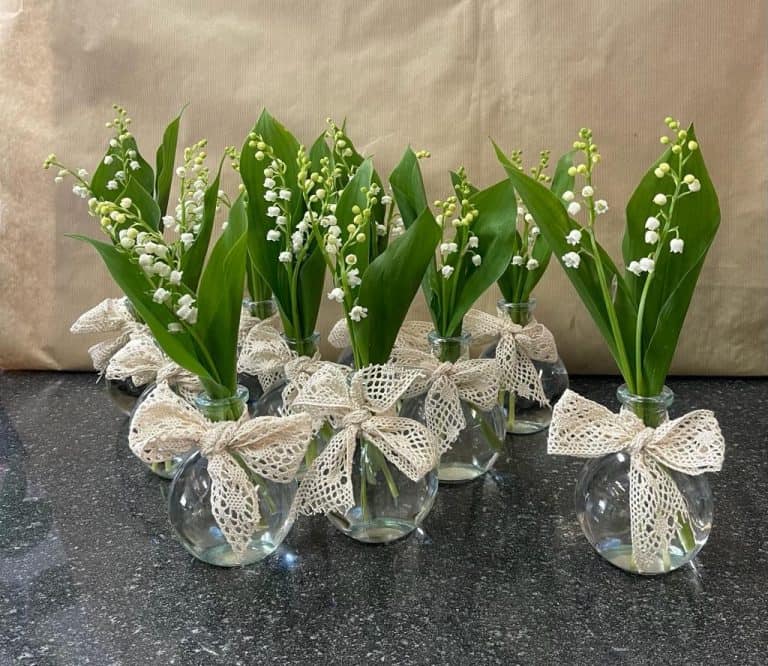 muguet du premier mai